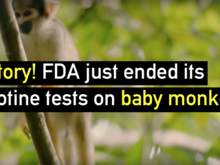 WCW Victory: FDA Ends Tests on Baby Monkeys